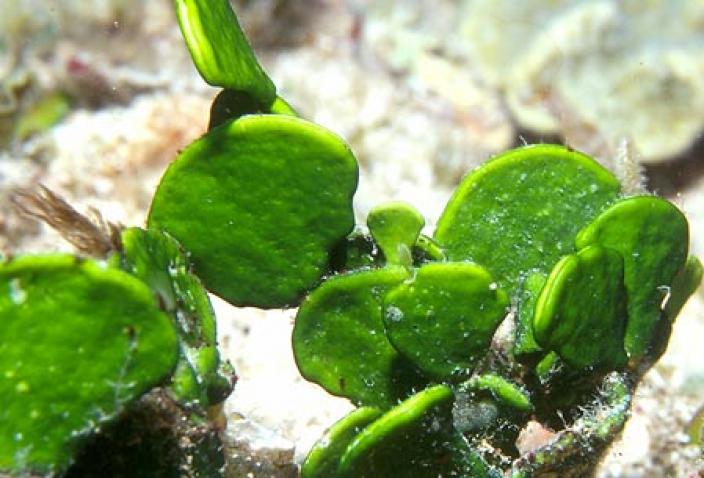 Image of Green Algae, Halimeda sp.